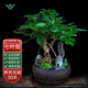 七葉蓮室內(nèi)綠植八方來財盆栽辦公桌面發(fā)財樹客廳花卉好養(yǎng)植物盆景 紫砂盆【七葉蓮】 整套成品（山石苔蘚，帶盆種好）