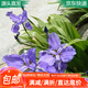 萌肉居大苗黃花藍花鳶尾花庭院地栽水生植物隨機色鳶尾苗20顆源頭直發(fā)