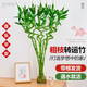 種花迷帶根轉(zhuǎn)運(yùn)竹水養(yǎng)富貴竹節(jié)節(jié)高發(fā)財(cái)龍竹子水培植物客廳招財(cái)綠植盆栽 50cm轉(zhuǎn)運(yùn)竹彎竹6棵+3燈籠
