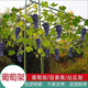 庭院戶(hù)外葡萄架百香果專(zhuān)用爬藤架子立柱式牽引架獼猴桃南瓜葫蘆架 長(cháng)3米*寬2.1米*高2.1米