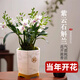 德國(guó)品質(zhì)艾瑩蘭花苗紫云潑墨石斛蘭 現(xiàn)帶花苞四季好養(yǎng)綠植物盆栽 紫云石斛蘭8苗年底開花送瓷白色