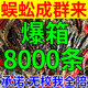 抓引誘蜈蚣粉餌料【當晚來蜈蚣】專用誘食粉劑戶外活蟲捕捉小藥 1瓶【超能誘餌劑】蜈蚣直接來