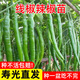原起點(diǎn)辣椒苗朝天椒秧苗杭椒螺絲椒線(xiàn)椒牛角甜椒小米椒四季陽(yáng)臺蔬菜種子 線(xiàn)椒苗【6棵】
