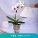 玫絢 蝴蝶蘭 滿(mǎn)天紅 帶育苗杯發(fā)貨 開(kāi)花清香 花期長(cháng) 雪玉 一顆 5年苗現不帶花 帶盆栽好