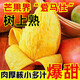 現(xiàn)摘海南貴妃芒果新鮮水果整箱應(yīng)當(dāng)季熱帶紅金龍非臺(tái)農(nóng)甜心 嘗鮮小果現(xiàn)摘現(xiàn)發(fā)個(gè)小但甜 1斤
