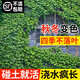 臨雅爬墻虎苗不落葉爬山虎爬藤植物四季種子籽室外庭院爬藤蔓花卉盆栽 五葉爬山虎30cm高10顆-秋冬變色