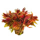 獨(dú)愛（DUAR）新鮮香椿芽 腌制頭茬嫩香椿咸菜醬菜 半斤250g
