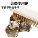 UOSO洗生蠔的刷子鮑魚扇貝貝殼螃蟹鋼絲刷清洗刷海鮮不銹鋼絲廚房清潔 清潔三件套【3把刷子】