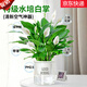 萌肉居小白掌盆栽水培土培綠植花卉好養美酒小白掌植物+早安盆源頭直發(fā)