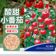 貝意品千禧圣女果種子小番茄四季西紅柿蔬菜種籽苗秧孑大全秧苗盆栽果苗