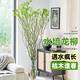 花翁水培鮮切花水養綠植盆栽花卉 龍柳1米12枝/可生根發(fā)芽源頭直發(fā)
