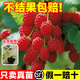 臨雅掌葉樹(shù)莓苗當年結果覆盆子盆栽藍莓樹(shù)果苗黑莓水果樹(shù)苗南方四季梅 町康紅樹(shù)莓苗1棵15-30cm