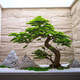 仿真迎客松假樹羅漢松新中式室內(nèi)造景綠植景觀櫥窗樓梯下軟裝布置 自然造型[單樹]高1.2米