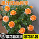 開(kāi)時(shí)果 月季玫瑰花苗帶花苞發(fā)貨 四季開(kāi)花特大花卉綠植物薔薇花陽(yáng)臺盆栽 果汁陽(yáng)臺【130#帶花苞】 1盆（開(kāi)花 包對版）