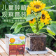 滬上花匠兒童種植小盆栽幼兒園觀察植物種子鳳仙花種籽子小學(xué)生向日葵種孑 【矮向日葵】高透明觀察窗套裝+（送20頁觀察記錄本