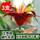 健田（JIANTIAN）毽子大號公雞毛鵝毛羽毛比賽毽球牛筋底兒童毽子紅色開學(xué)用品三支
