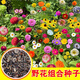 蓿蕾多年生野花組合種子四季播種開花不斷草花花卉籽易活波斯菊格?；?公園盛景多彩野花組合 【精品凈籽】一斤裝野花組合