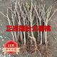 歐悟正宗煙臺嫁接車(chē)厘子樹(shù)苗大櫻桃樹(shù)苗南北方種植庭院陽(yáng)臺盆栽果樹(shù)苗 6年苗兩顆裝【相互授粉結果多】