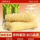 天勤粒粒凈白糯玉米 新鮮甜粘 糯玉米棒 有機(jī)認(rèn)證 真空包裝 加熱即食 白糯玉米 大白糯300g*8條