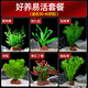 瘋狂水草魚(yú)缸真水草植物火山石魚(yú)缸裝飾造景全套30-40cm缸源頭直發(fā)包郵a