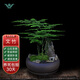 文竹盆栽植物室內(nèi)客廳中式禪意盆景好養(yǎng)綠植辦公室擺件創(chuàng)意花卉 紫砂盆【文竹】 整套成品（山石苔蘚，帶盆種好）