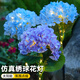 樂(lè)卡利太陽(yáng)能繡球花燈戶外庭院裝飾燈草坪燈地插景觀LED氛圍燈仿真造景 太陽(yáng)能繡球花燈【藍(lán)色  高73cm】