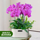 愛(ài)優(yōu)尚蝴蝶蘭帶花苞盆栽秋冬蘭花苗年宵花四季花卉植物紫雅室內(nèi)源頭直發(fā)