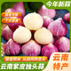 橙尚宮云南紫皮獨(dú)頭蒜2025新蒜大蒜頭新鮮農(nóng)家蒜頭干蒜當(dāng)季生鮮蔬菜 實(shí)惠珍珠果(22-26mm)5斤