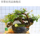 紫薇樹(shù)樁盆景熟樁小老樁百日紅紫薇庭院綠植陽(yáng)臺(tái)盆栽桌面盆景花卉 隨機(jī)發(fā)貨 不含盆