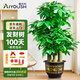 愛優(yōu)尚步步高發(fā)財(cái)樹大型綠植客廳室內(nèi)招財(cái)樹辦公室喬遷開業(yè)盆栽源頭直發(fā)