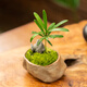 海島羅漢松茶幾桌面小盆栽微型拇指盆景辦公室趣味迷你綠植禮物 羅漢松+礁石盆+假山+苔蘚
