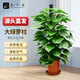 九千谷綠蘿柱大型綠植花卉盆栽植物盆景辦公室客廳盆栽大葉植物源頭直發(fā)