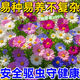 萌蘊(yùn)【撒一次長滿院】除蟲菊驅(qū)蚊蟲菊種驅(qū)蚊花種懶人多年生四季開花 【驅(qū)蚊驅(qū)蟲1-3色】新手好養(yǎng) 混色888粒種子+開花肥】花開大花