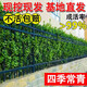 冬青樹(shù)苗法國北海道黃楊直立籬笆墻庭院圍墻植物四季常青耐寒綠籬 冬青30-40厘米高50棵 帶土發(fā)貨 81cm(含)-110cm(含)