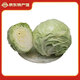 鳶語 山東綠甘藍 綠包菜球 青甘藍 輕食沙拉 產地直發(fā) 新鮮蔬菜 5斤裝