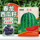 貝意品西瓜種籽南方高產(chǎn)大西瓜陽(yáng)臺(tái)盆栽四季西瓜苗秧甜瓜種子孑