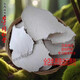 北京同仁堂岳西野生茯苓白茯苓伏苓大別山苓塊無(wú)硫熬粥泡茶煲湯祛濕白茯苓片 出口級(jí)岳西茯苓整體切大片（100g）
