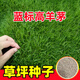 蓿蕾草坪草籽四季常青護坡綠化高羊茅黑麥草狗牙根馬尼拉矮速生草種子 