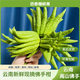 佛手柑佛手果觀(guān)賞綠植 特大果室內水培 客廳辦公茶桌吉祥擺件裝飾 1個(gè)單個(gè)500克左右