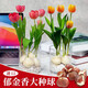 京云夢(mèng)郁金香種球好活花耐寒五度球水培土培混合5顆早安盆源頭直發(fā)