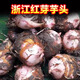 維桑浙江紅芽芋頭  新鮮現挖芋艿 牛奶小芋頭 粉糯軟滑 芋頭小香芋 中果3斤（單果30-70g）