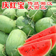 湘斌新紅寶西瓜種籽抗重茬懶漢西瓜種子特大巨型西瓜超甜四季水果種孑 新紅綠寶大西瓜種子30粒原裝10包