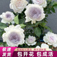加百列大天使月季花大苗濃香四季開(kāi)花陽(yáng)臺花卉綠植物盆栽薔薇玫瑰 加百列大天使精選中苗-分枝多-四季開(kāi)花