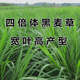 進口牧草種子多年生黑麥草種子蘇丹草玉米草種子養(yǎng)牛羊鵝草魚草籽 黑麥草一年生【四倍體小籽】5斤