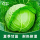 壽禾適合夏天種植的蔬菜種子適應夏季耐熱籽秋季節青菜種大全 北方夏帝甘藍種子 2g/耐熱耐濕