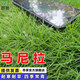 昂景進(jìn)口草坪種子草籽四季種植免修剪耐寒耐旱工程綠化矮生庭院草種籽 馬尼拉種子1斤