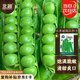 北蔬 甜豌豆種子苗甜脆青豌豆大莢蔬菜種籽 長(zhǎng)壽甜豌豆種子25g約95粒