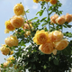 春花妙意藤本月季苗 爬藤 月季花苗 薔薇花苗爬藤植物綠植盆栽 黃金慶典1.7米