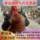 正宗純種九斤紅公雞苗成年可長18斤活體雞苗土雞苗高產(chǎn)蛋雞苗活體 正宗九斤紅雞苗【下單備注公母】 30只【送20只路損】