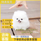 嘉瑰嘉瑰純種博美幼犬幼犬博美小狗活物茶杯犬小型犬可愛(ài)寵物狗活幼體 血統級 1 母